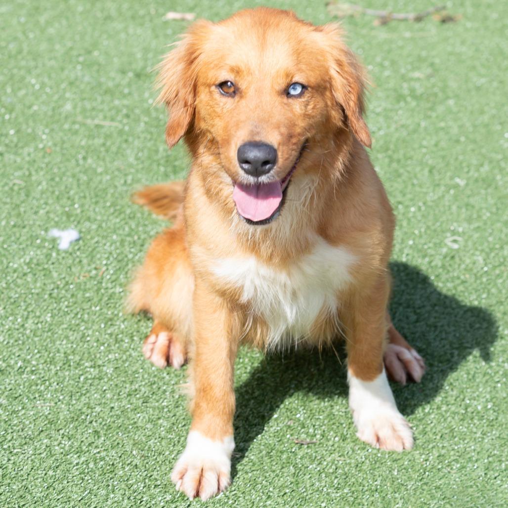 Enlarge Casey, a Adoptable Mixed Breed in Cartersville, GA image 3/4