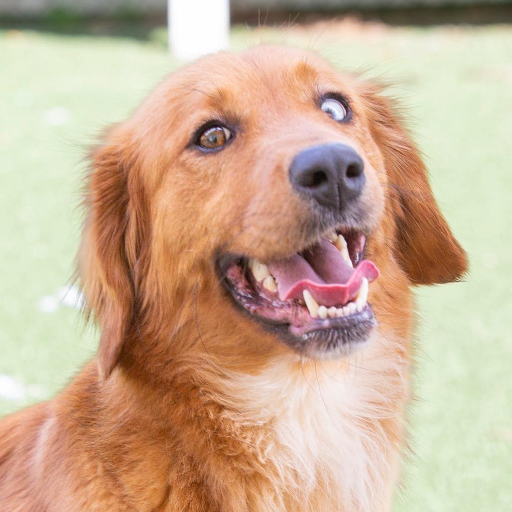 Enlarge Casey, a Adoptable Mixed Breed in Cartersville, GA image 4/4