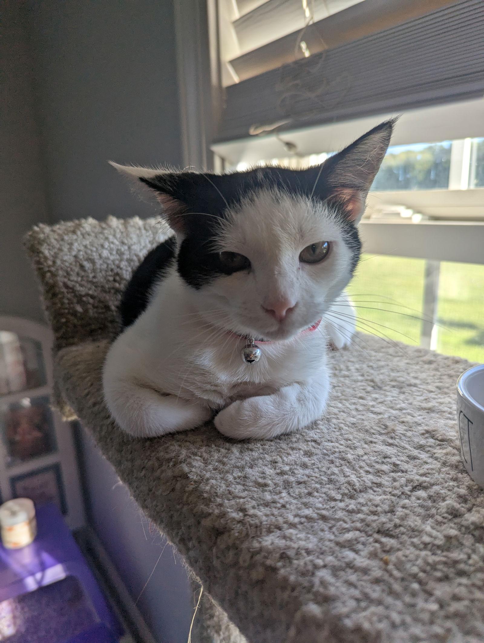 Vicki, Adopted, Kitten Female Domestic Short Hair.