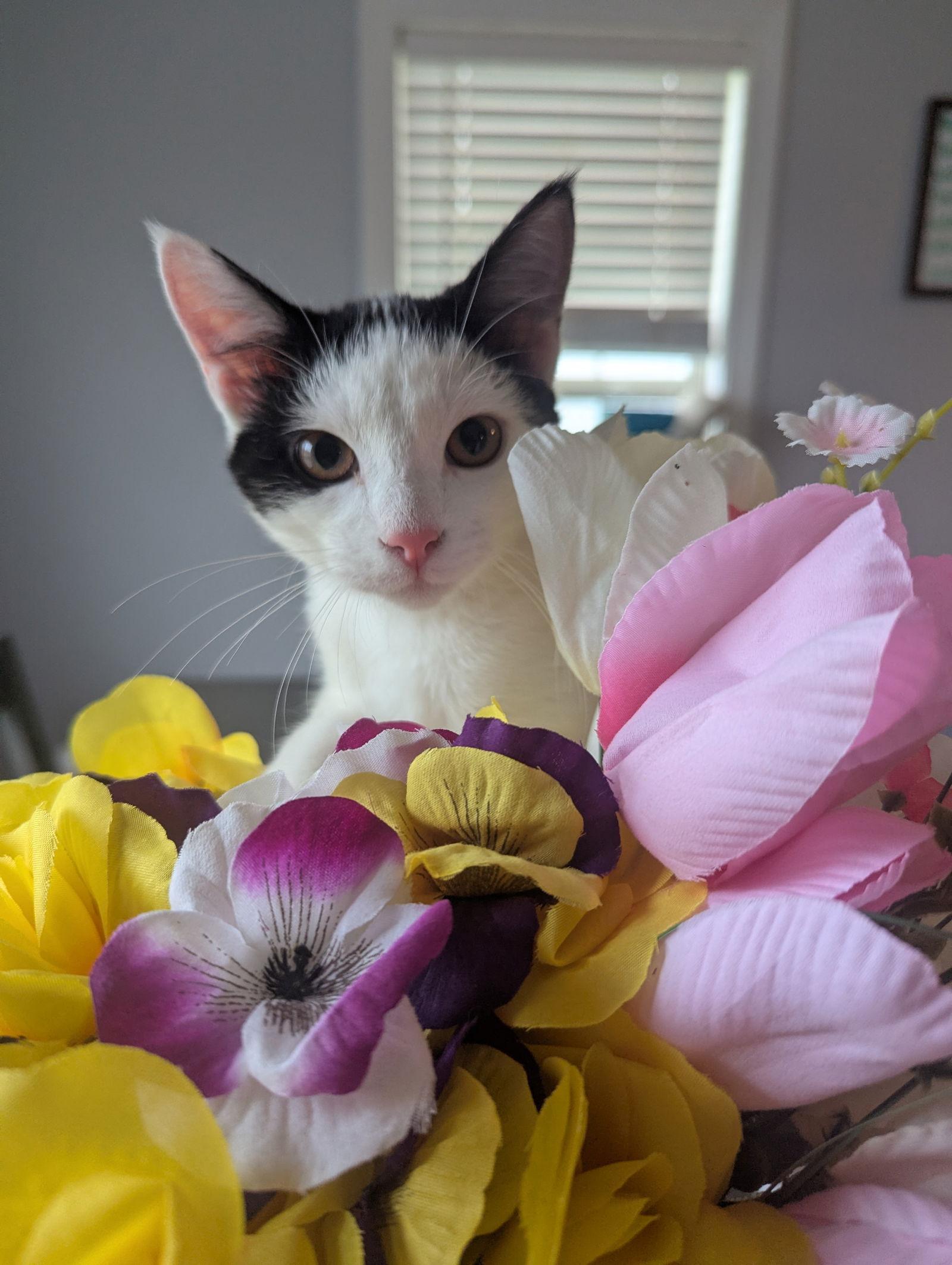 Enlarge Vicki, a Adopted Domestic Short Hair in Roxboro, NC image 2/3