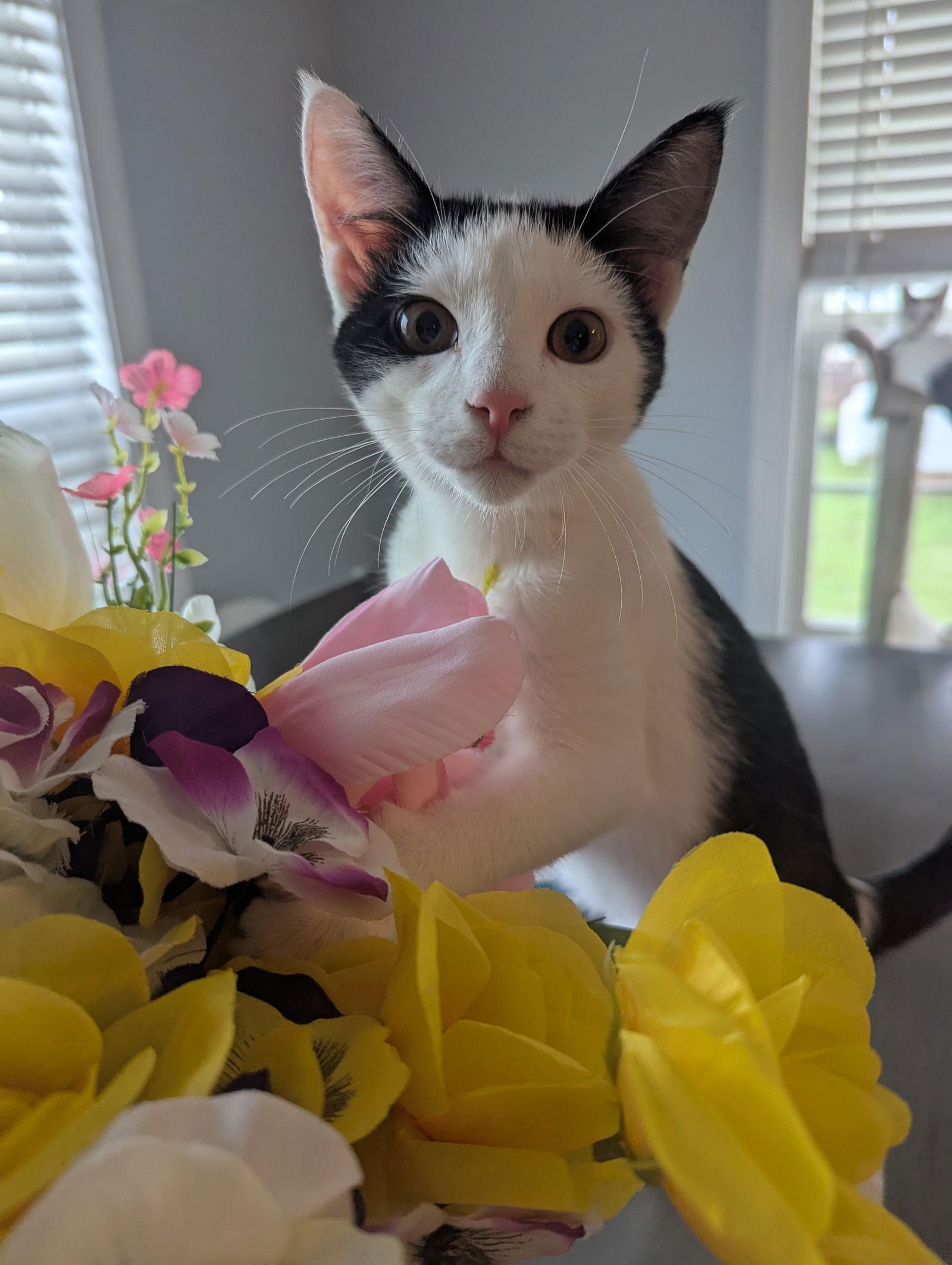 Enlarge Vicki, a Adopted Domestic Short Hair in Roxboro, NC image 3/3