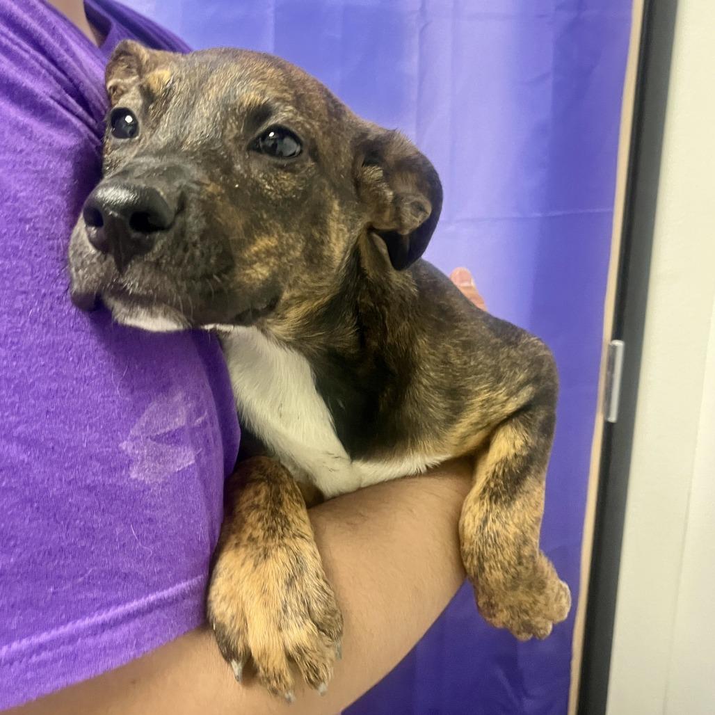 Meringue, Adoptable, Puppy Female Pit Bull Terrier & Mixed Breed.