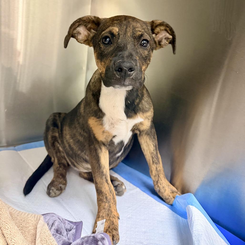 Enlarge Meringue, a Adoptable mixed breed in Bullhead City, AZ image 2/2