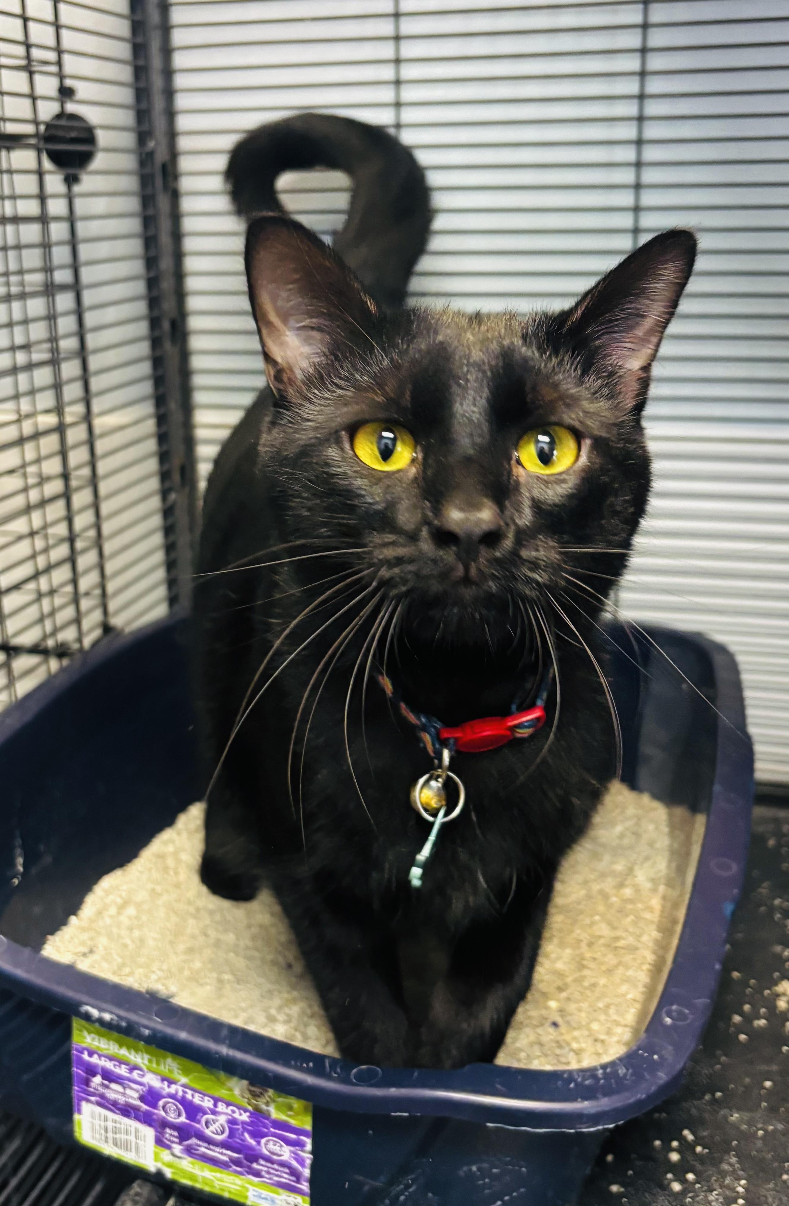 Enlarge Mum mum , a ADOPTABLE mixed breed in Council Bluffs, IA image 1/1