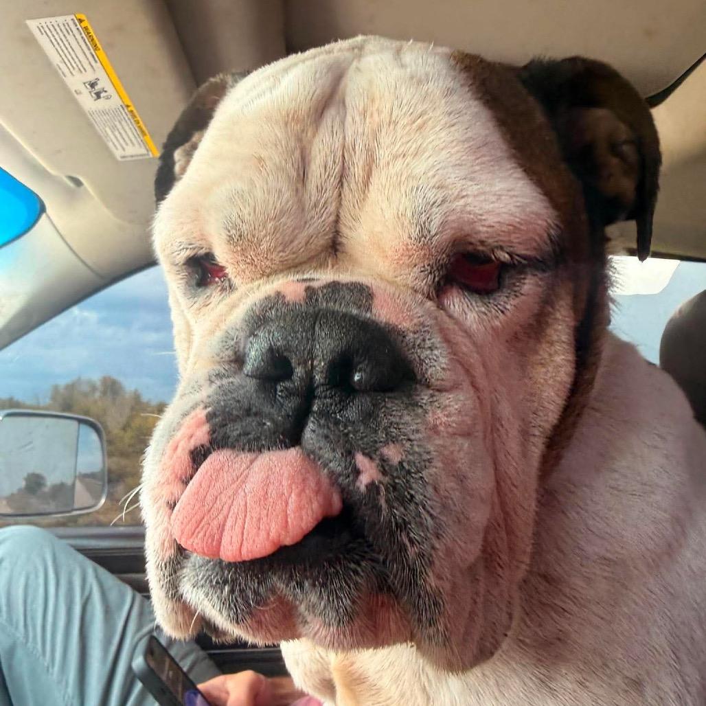 Ellie, Adoptable, Senior Female English Bulldog.