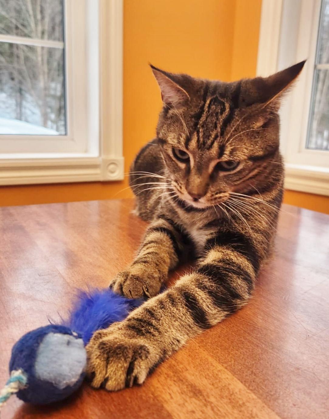 Goofy, a Adoptable mixed breed in Chertsey, QC image 4/6