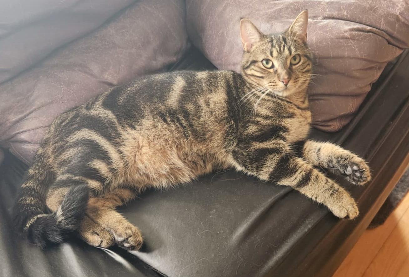 Goofy, a Adoptable mixed breed in Chertsey, QC image 6/6