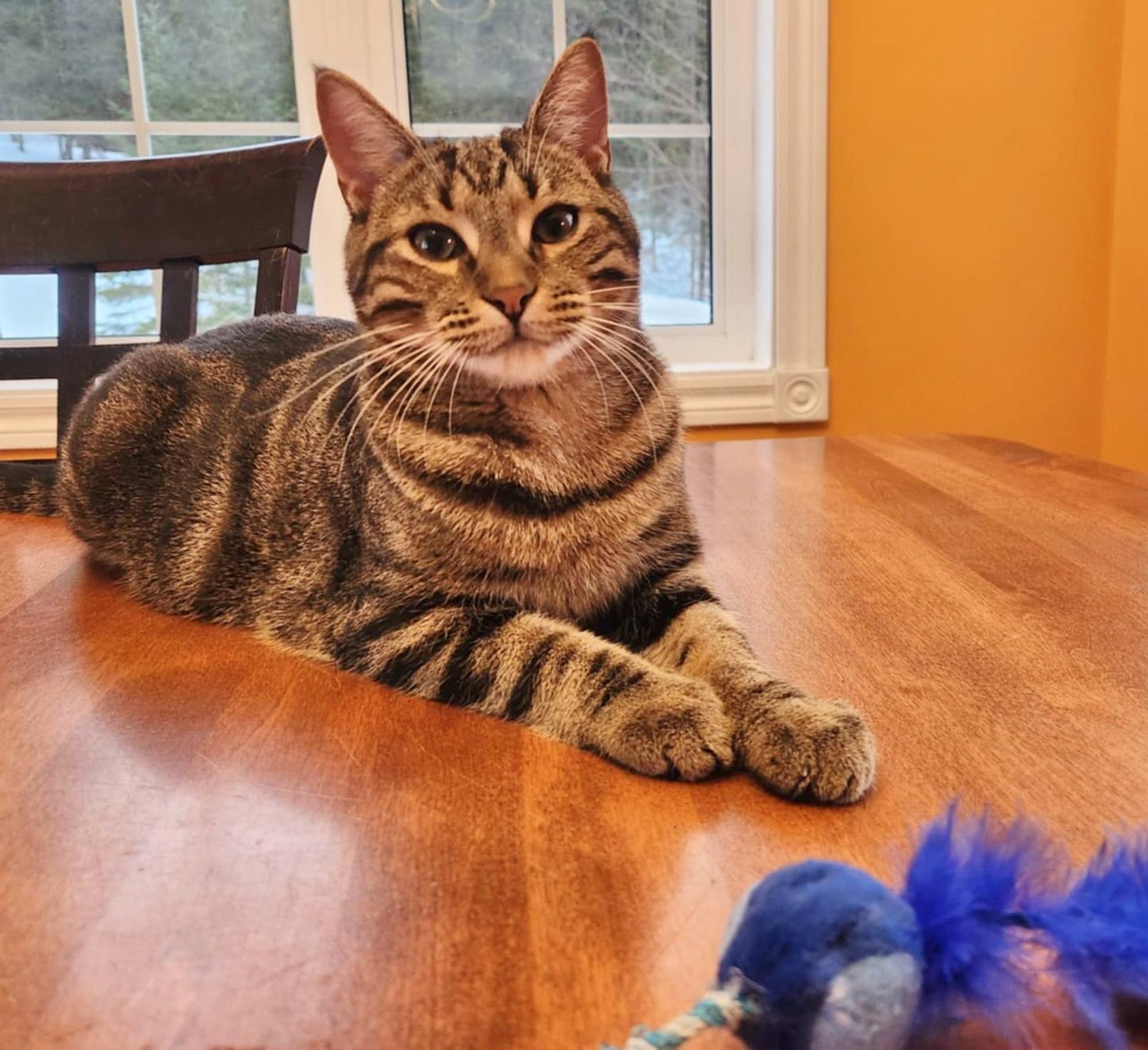 Goofy, Adoptable, Young Male Domestic Short Hair & Tabby.