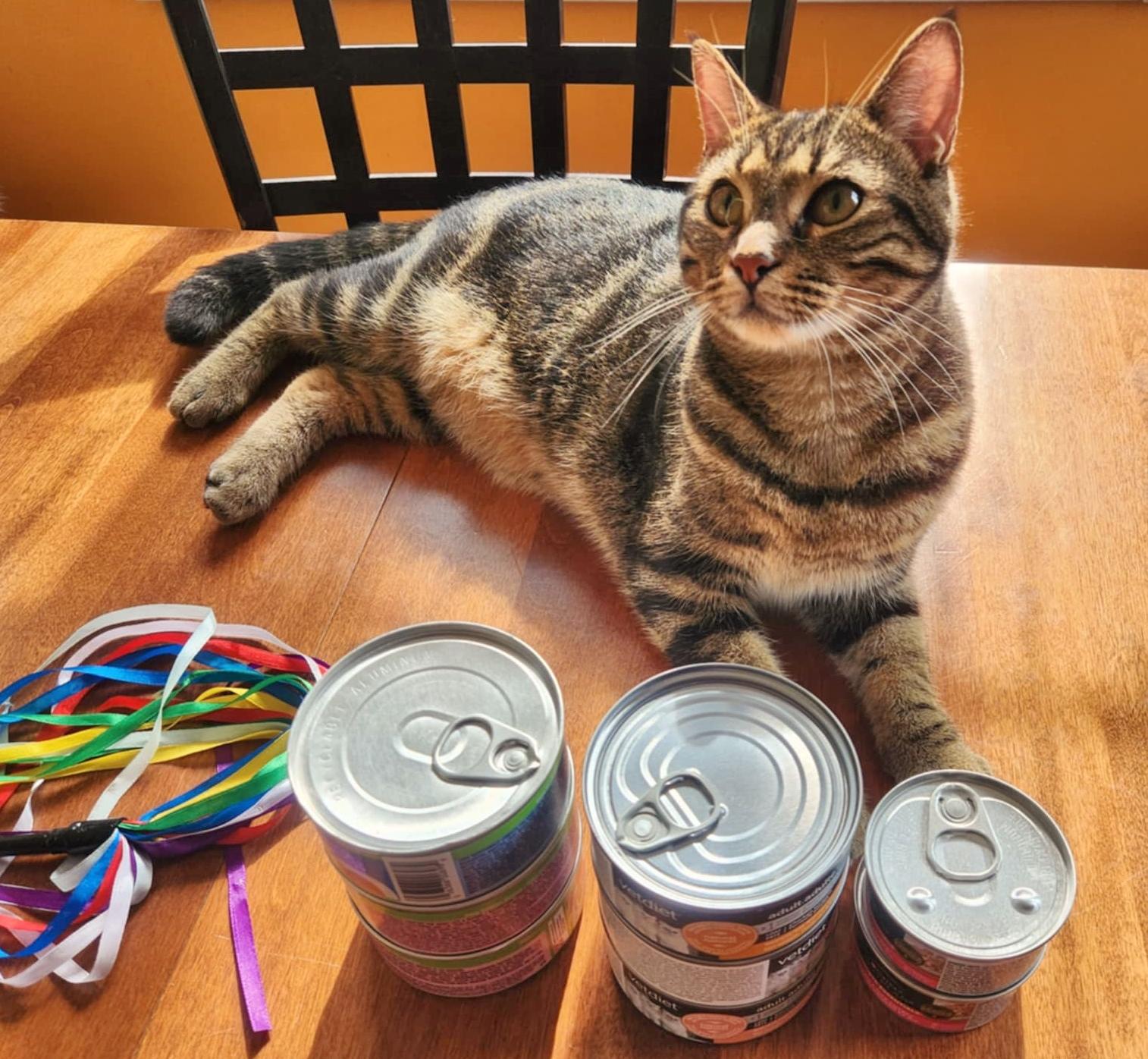 Goofy, a Adoptable mixed breed in Chertsey, QC image 5/6