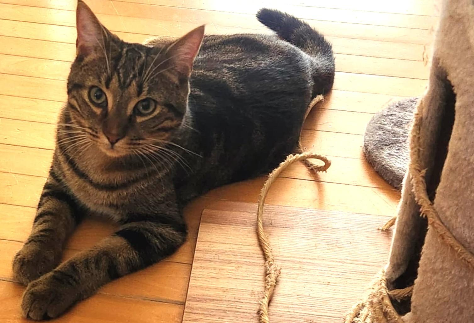 Goofy, a Adoptable mixed breed in Chertsey, QC image 2/6