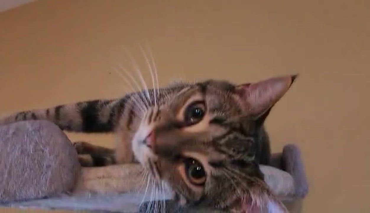 Enlarge Goofy, a Adoptable mixed breed in Chertsey, QC video 3/6