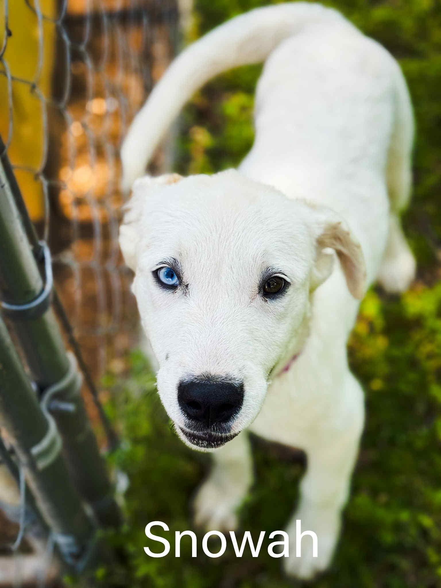 Enlarge Snowah, a Adoptable mixed breed in Paris, TX image 1/1