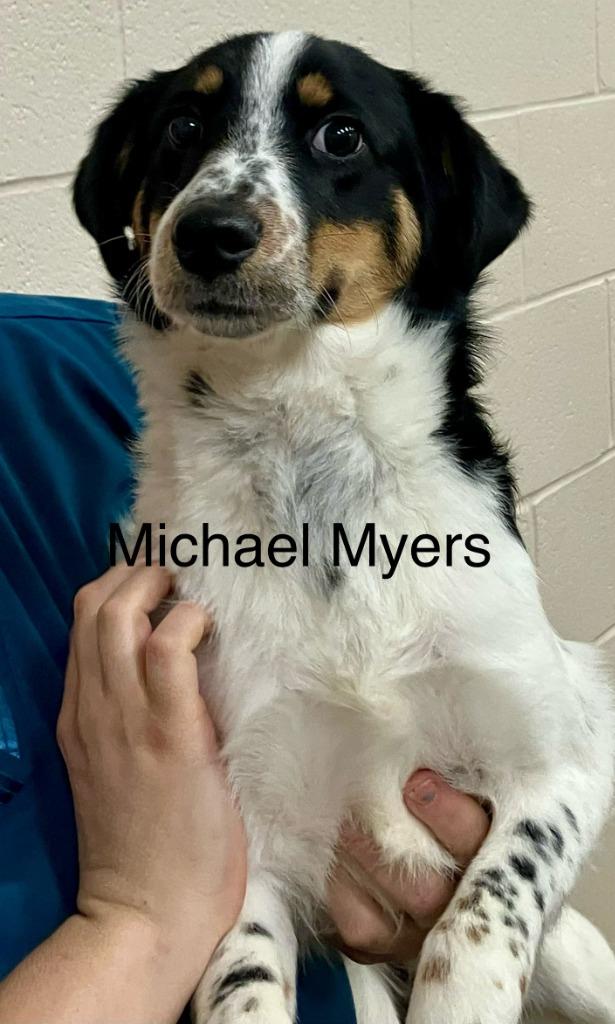 Michael Myers thumbnail 2