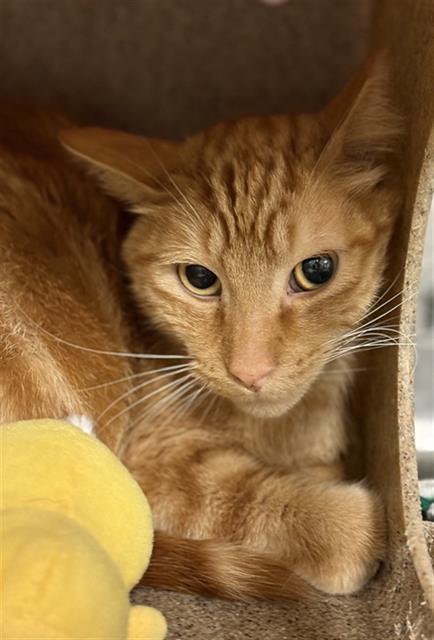 SPOOKY, Adoptable, Adult Male Domestic Short Hair.