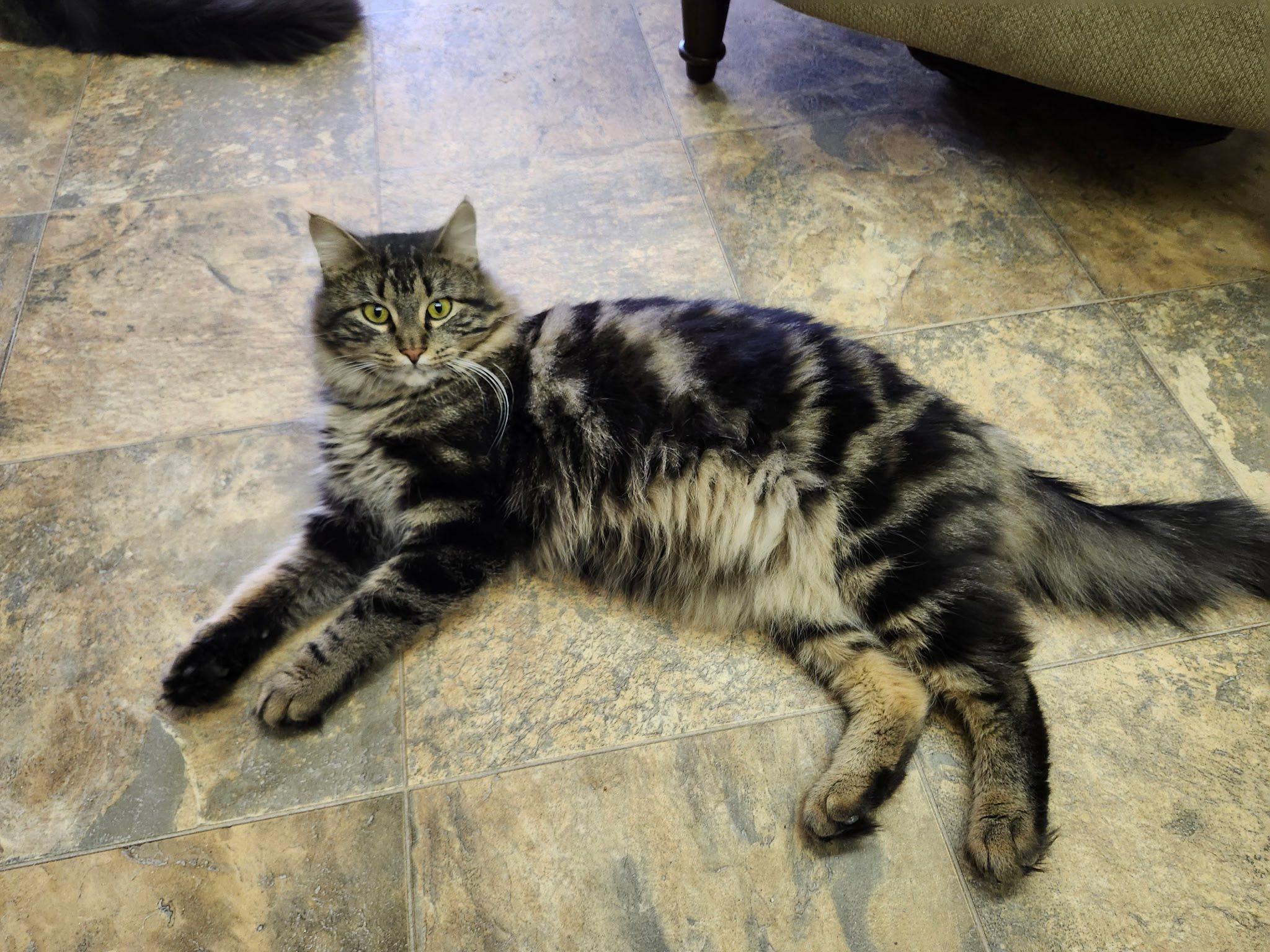 Adam, ADOPTABLE, Adult Male Tabby.