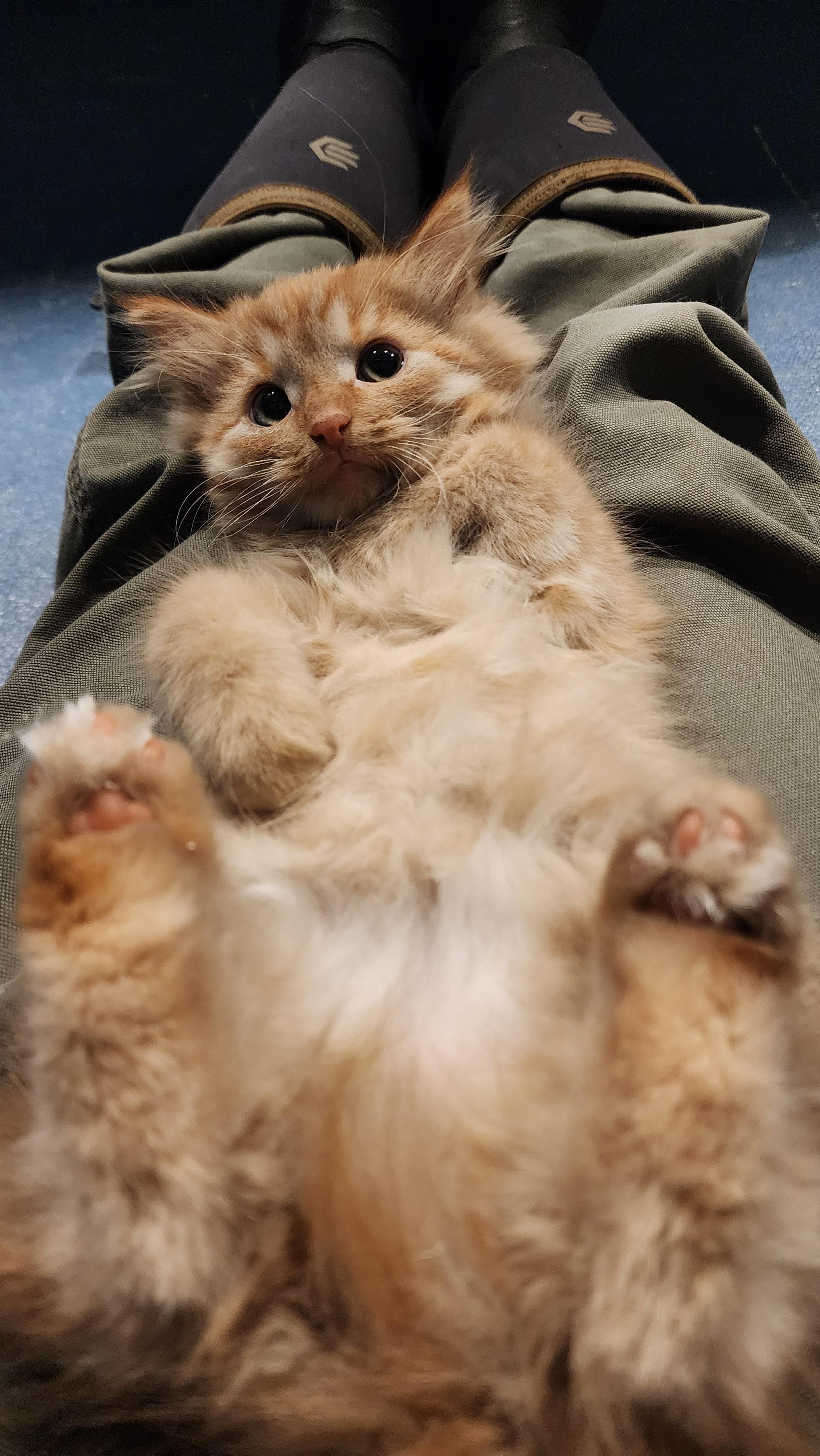 Enlarge Ham, an adopted Domestic Long Hair in Ely, MN image 2/2