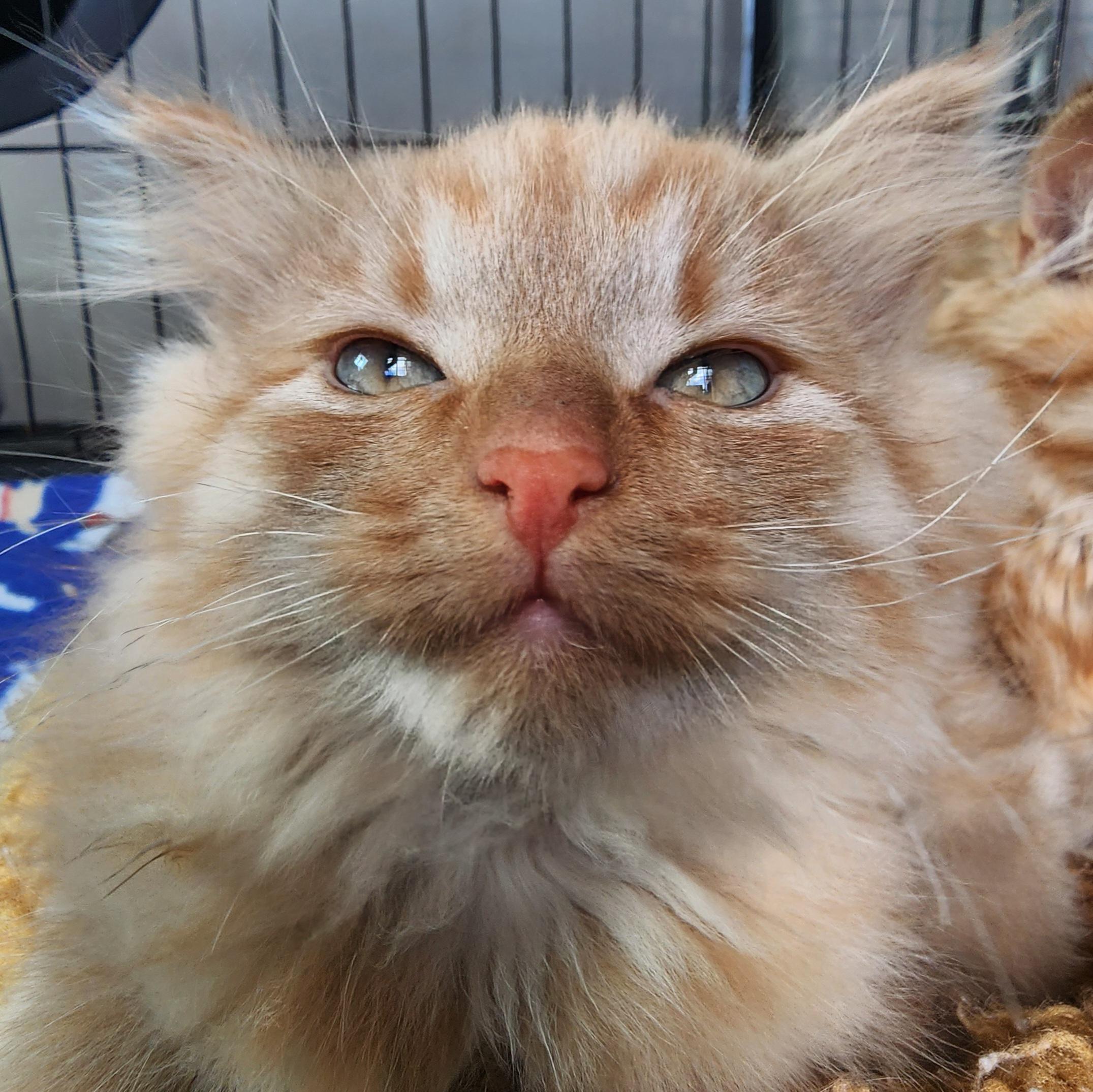 Enlarge Ham, an adopted Domestic Long Hair in Ely, MN image 1/2
