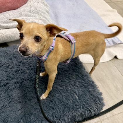 Enlarge Carmen, a Adoptable mixed breed in San Francisco, CA image 1/2