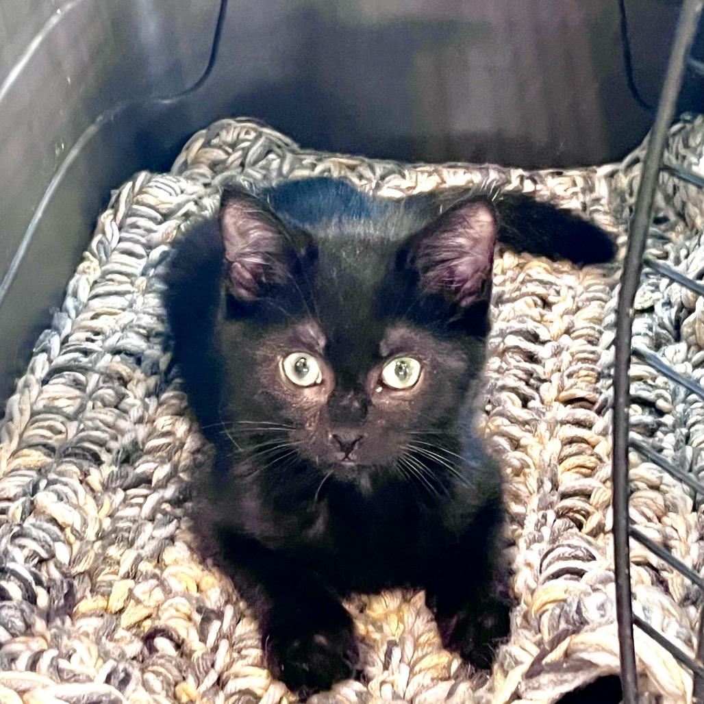 Lillian, Adoptable, Kitten Female Domestic Short Hair.