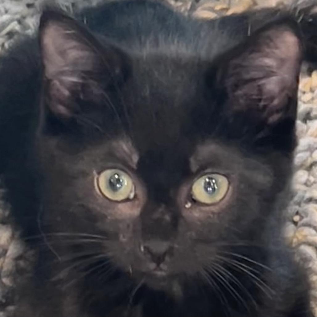 Enlarge Lillian, a Adoptable Domestic Short Hair in Traverse City, MI image 2/3