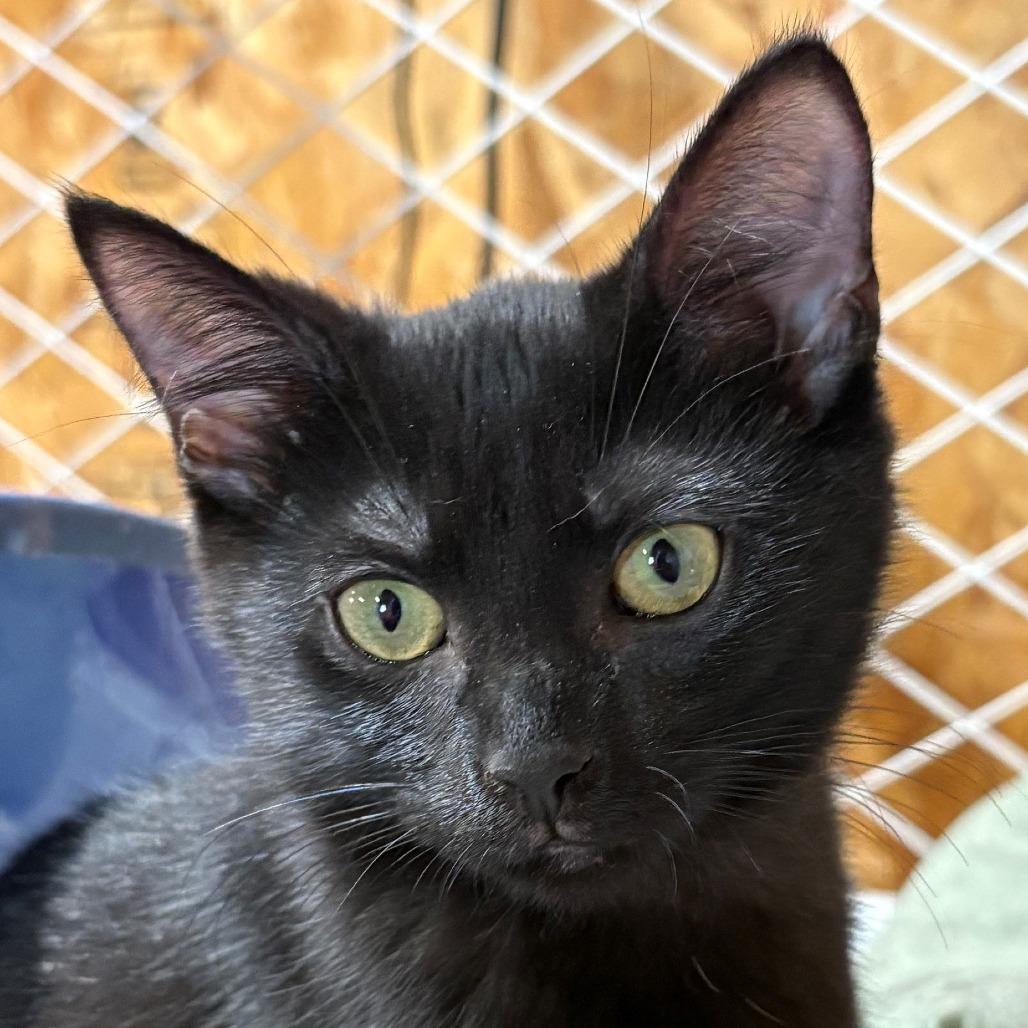 Enlarge Lillian, a Adoptable Domestic Short Hair in Traverse City, MI image 3/3