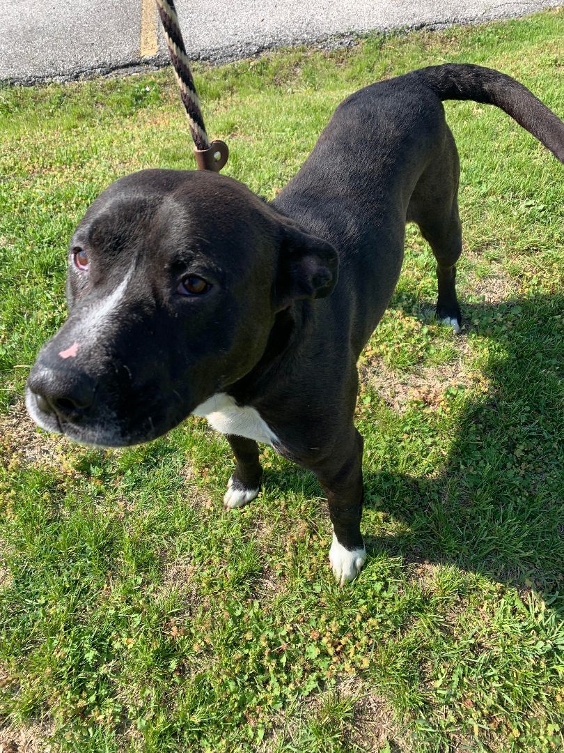 Trigger, adoptable, Adult Male Pit Bull Terrier.