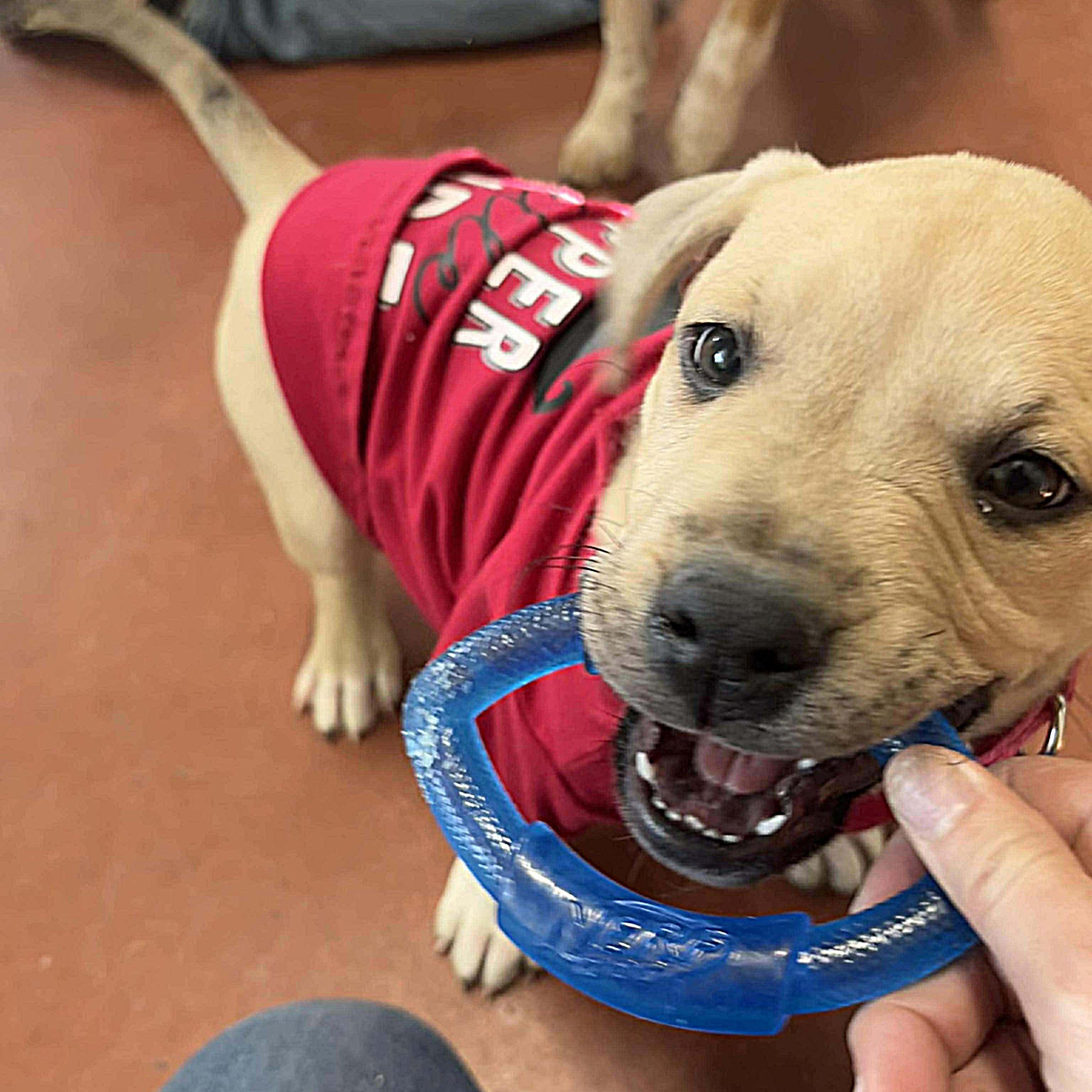 Enlarge Junie, a ADOPTABLE mixed breed in Tioga, PA image 2/6
