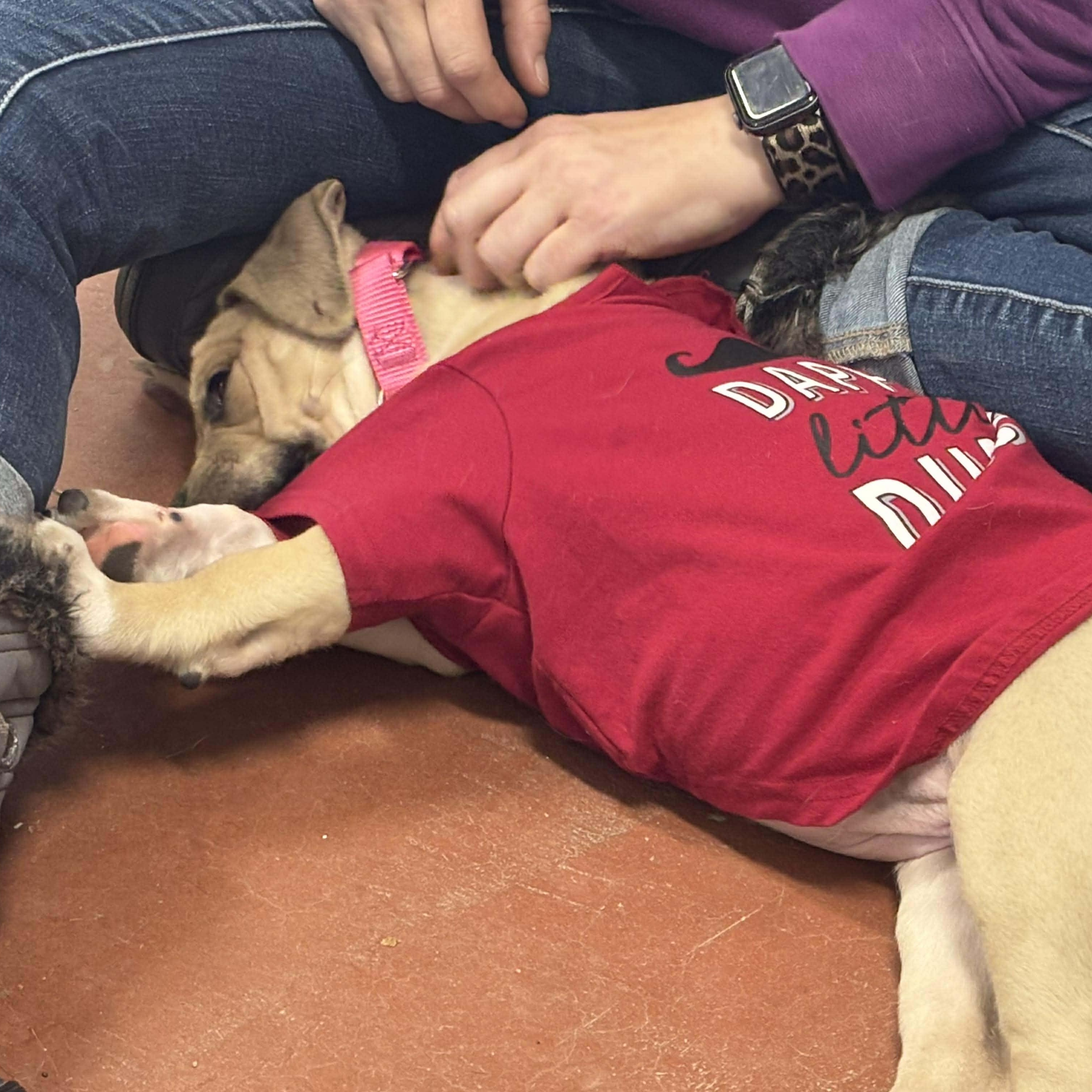 Enlarge Junie, a ADOPTABLE mixed breed in Tioga, PA image 6/6