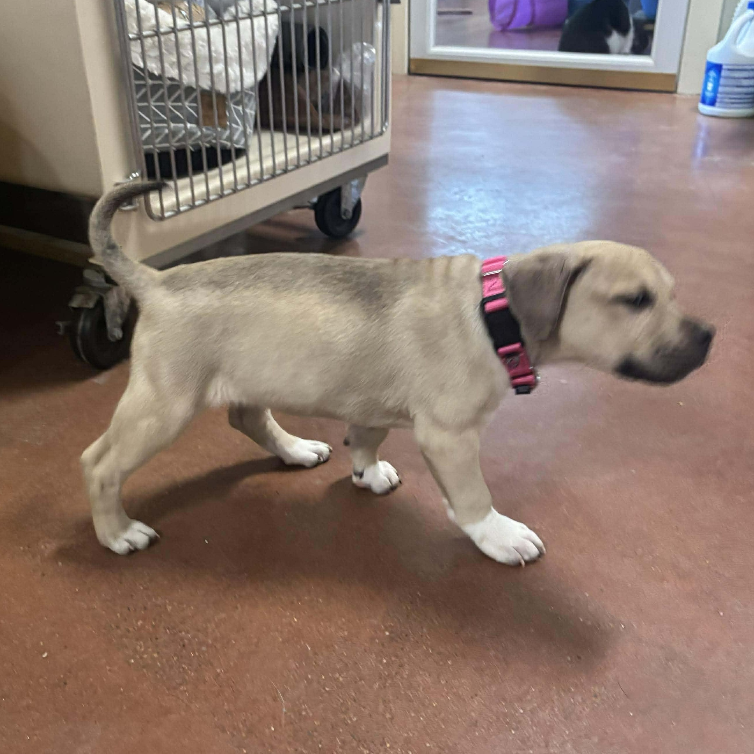 Enlarge Junie, a ADOPTABLE mixed breed in Tioga, PA image 5/6