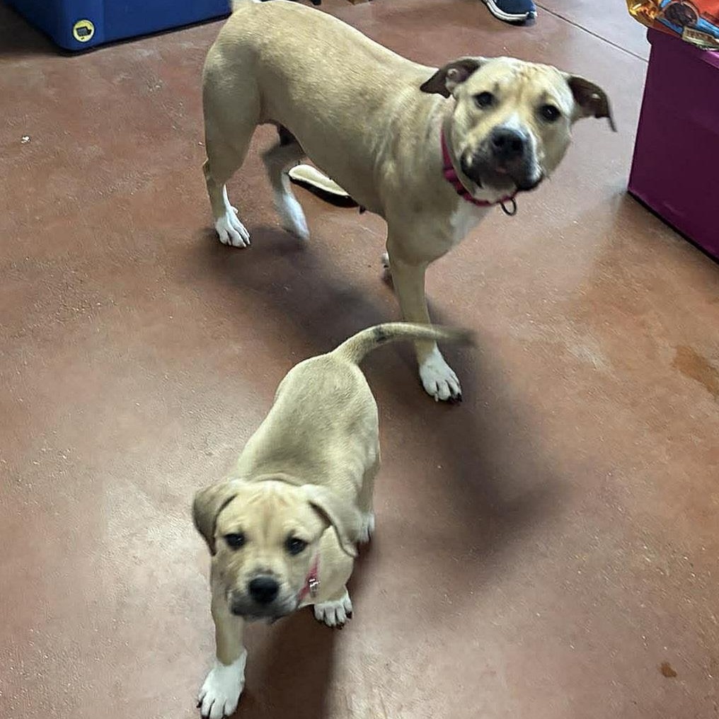 Enlarge Junie, a ADOPTABLE mixed breed in Tioga, PA image 3/6