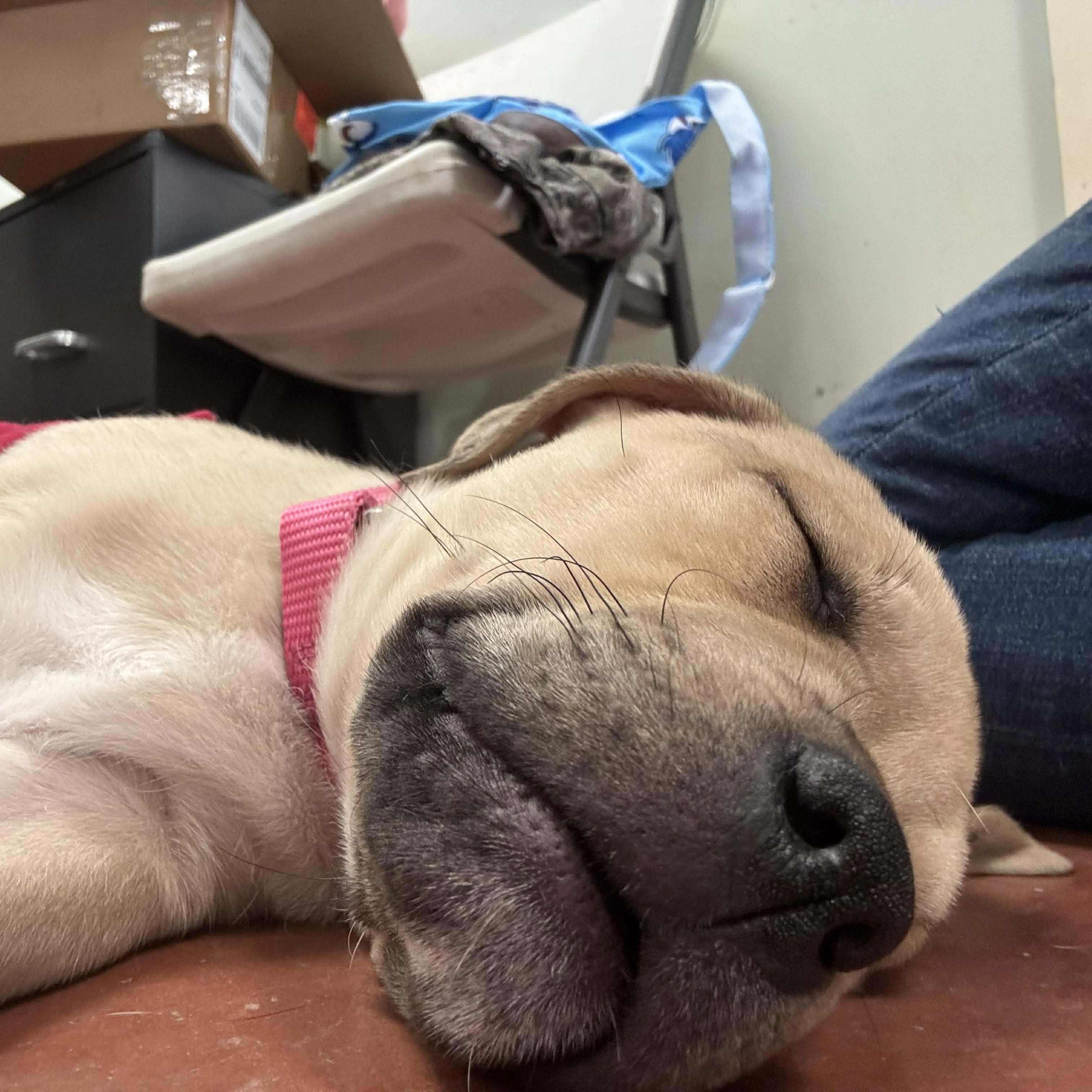 Enlarge Junie, a ADOPTABLE mixed breed in Tioga, PA image 4/6