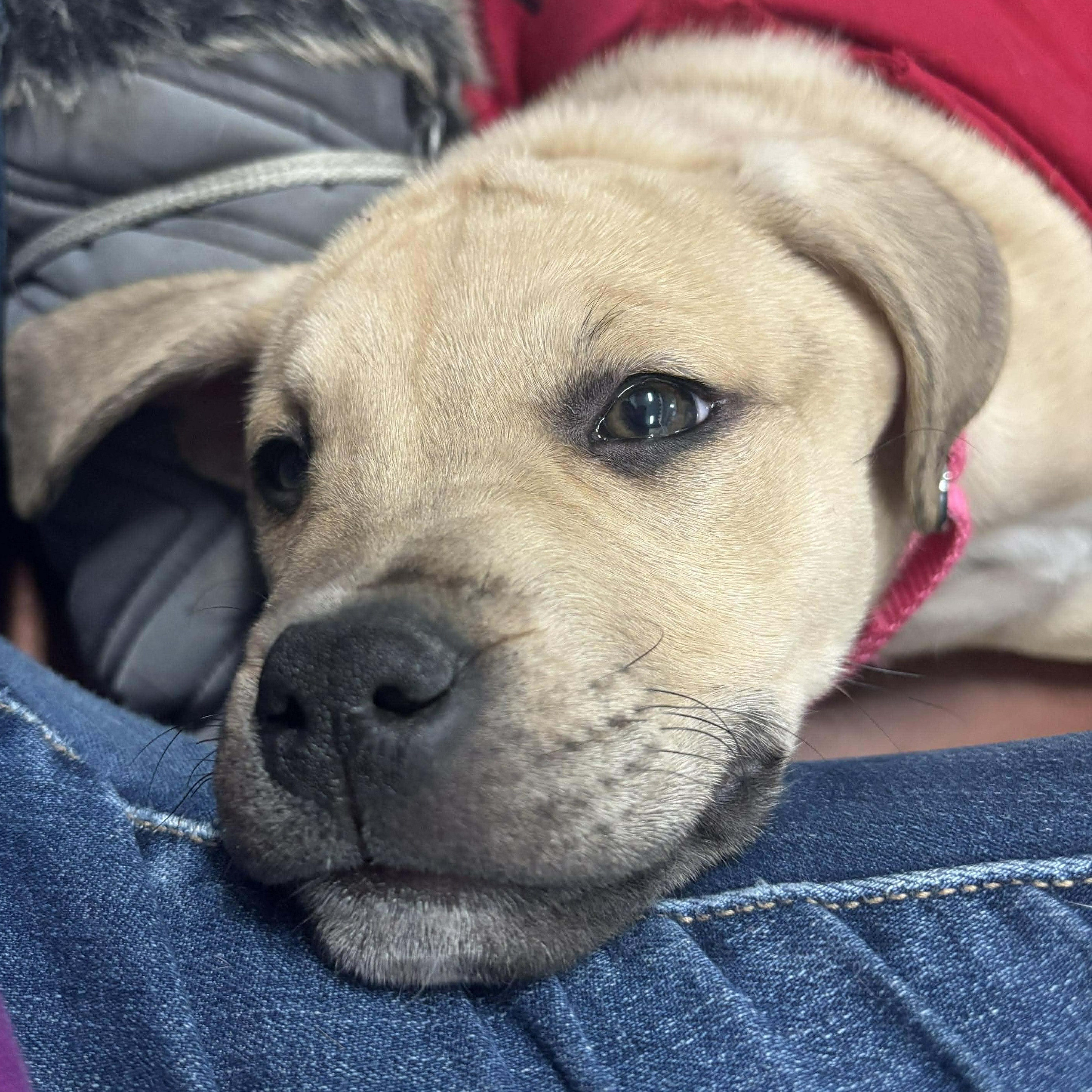 Enlarge Junie, a ADOPTABLE mixed breed in Tioga, PA image 1/6