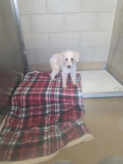 Dulcinea, Adoptable, Senior Female Poodle & Mixed Breed.