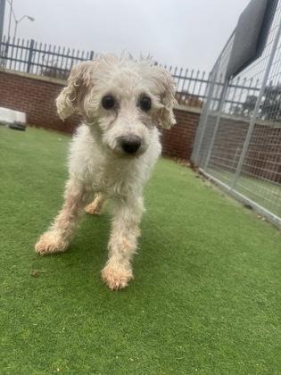 Enlarge Dulcinea, a Adoptable mixed breed in Farmers Branch, TX image 2/2