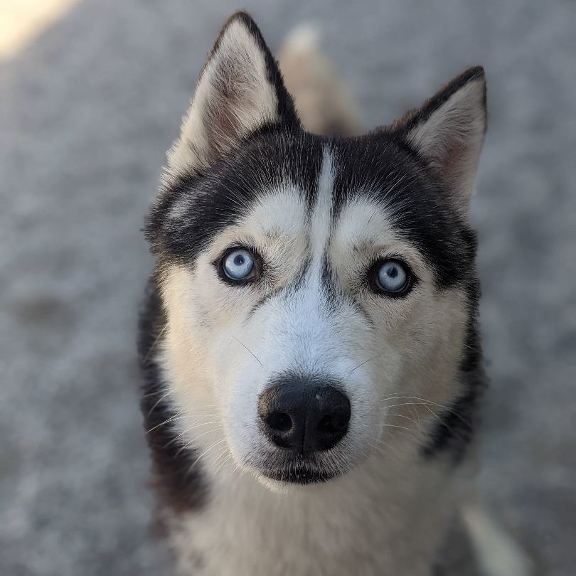 Enlarge Rowan, a Adopted Siberian Husky in St. Ignace, MI image 1/2