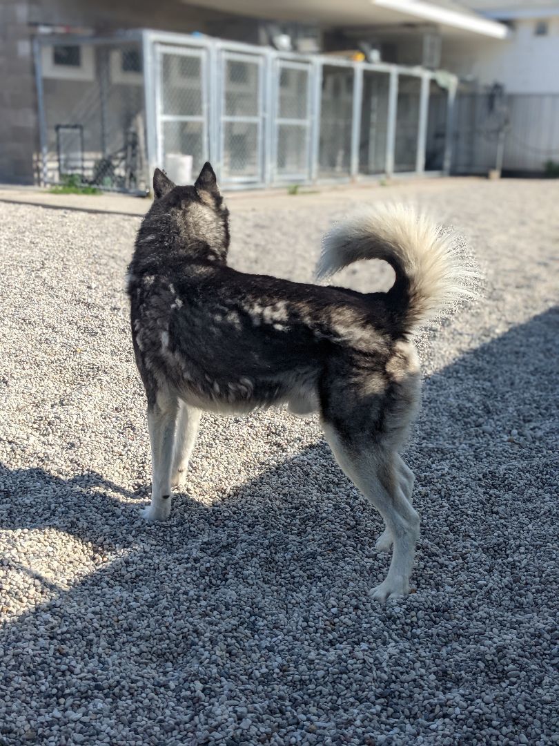 Enlarge Rowan, a Adopted Siberian Husky in St. Ignace, MI image 2/2