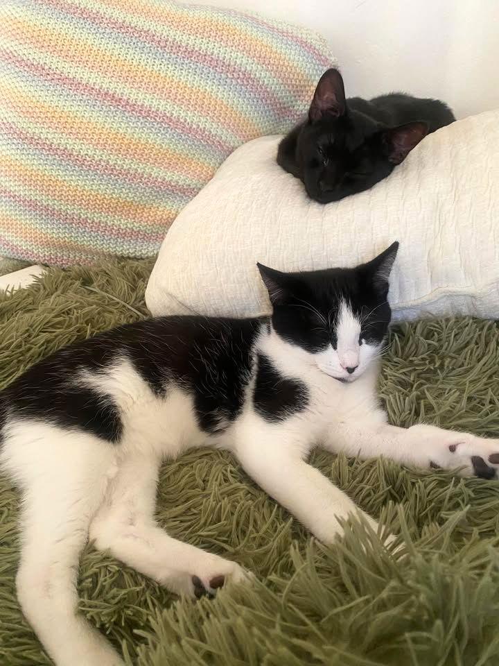 Enlarge Poplar, a Adoptable mixed breed in San Diego, CA image 1/3