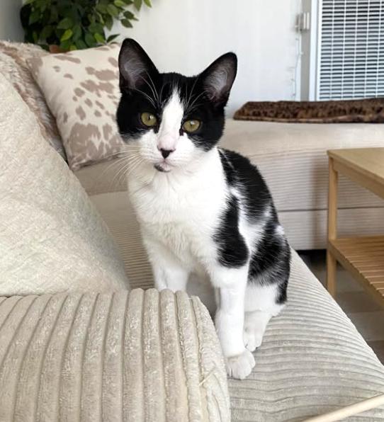 Enlarge Poplar, a Adoptable mixed breed in San Diego, CA image 2/3