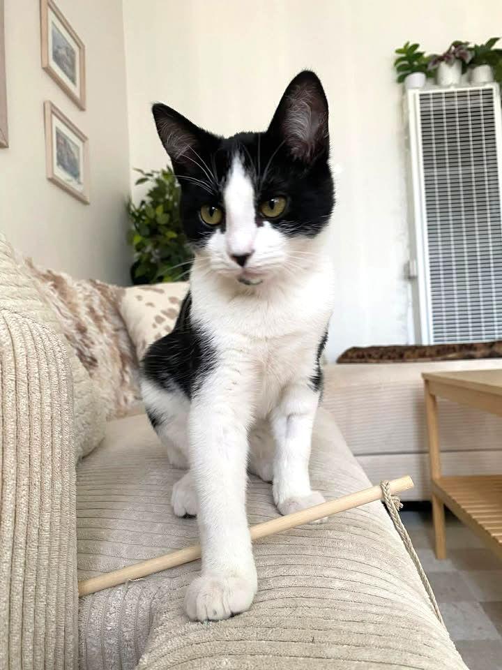 Enlarge Poplar, a Adoptable mixed breed in San Diego, CA image 3/3