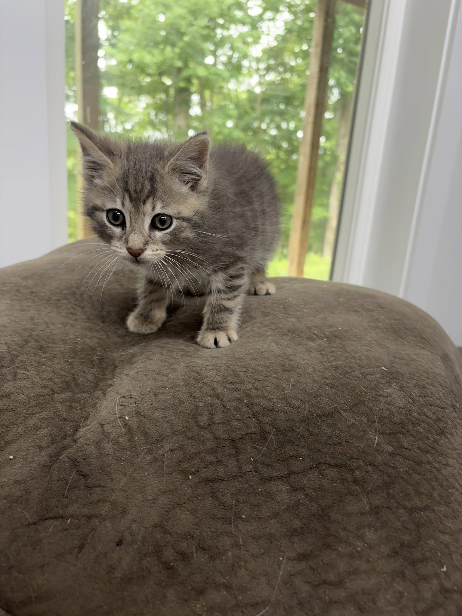 Sorren, a ADOPTABLE Domestic Short Hair in Clarksville, TN image 3/3