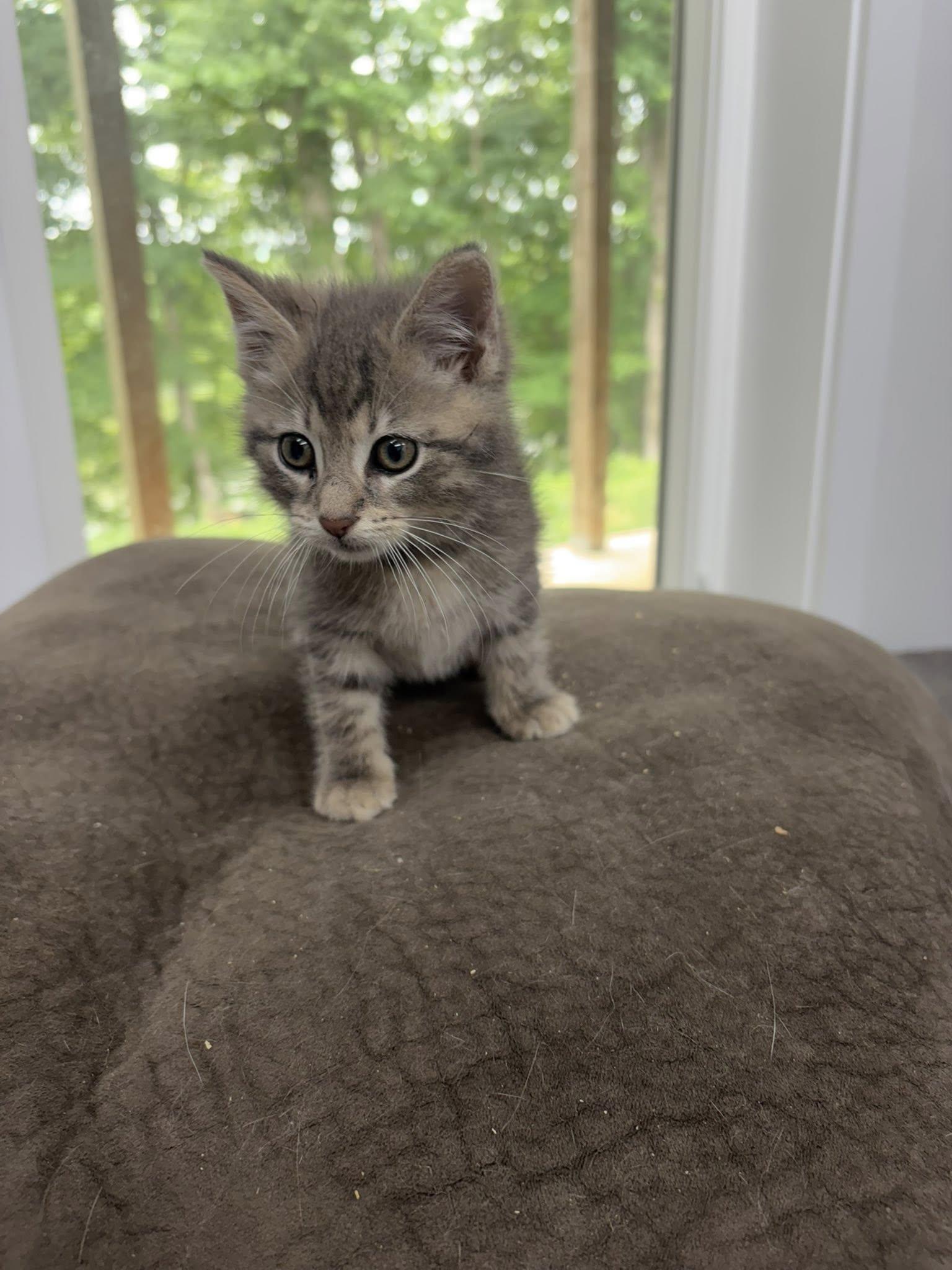 Sorren, a ADOPTABLE Domestic Short Hair in Clarksville, TN image 2/3