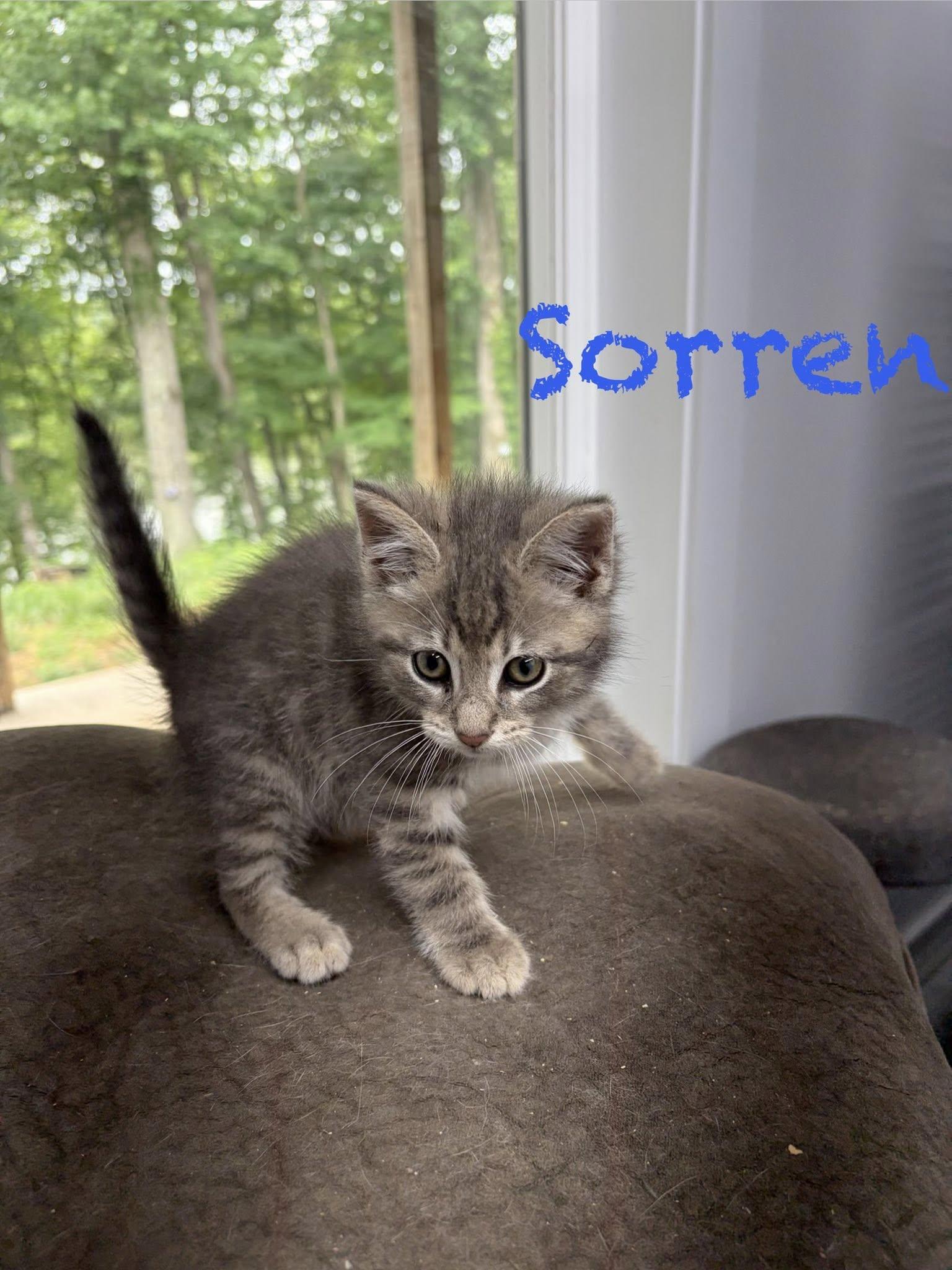 Sorren, ADOPTABLE, Kitten Male Domestic Short Hair.