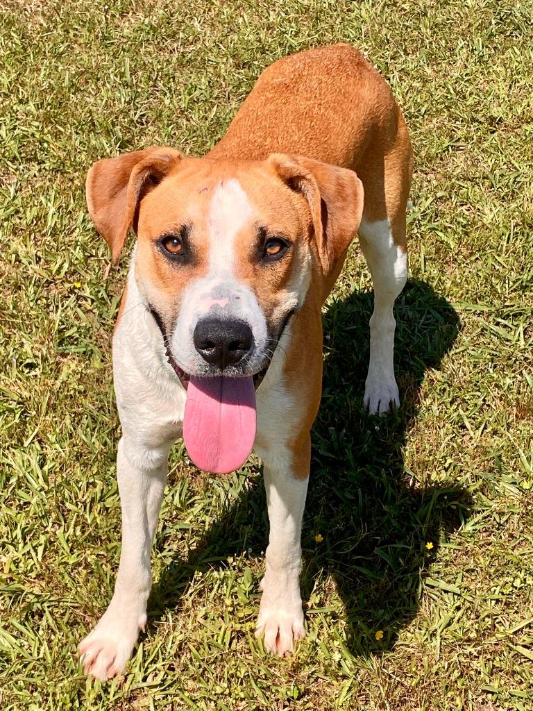UTZ, Adoptable, Young Male Hound.