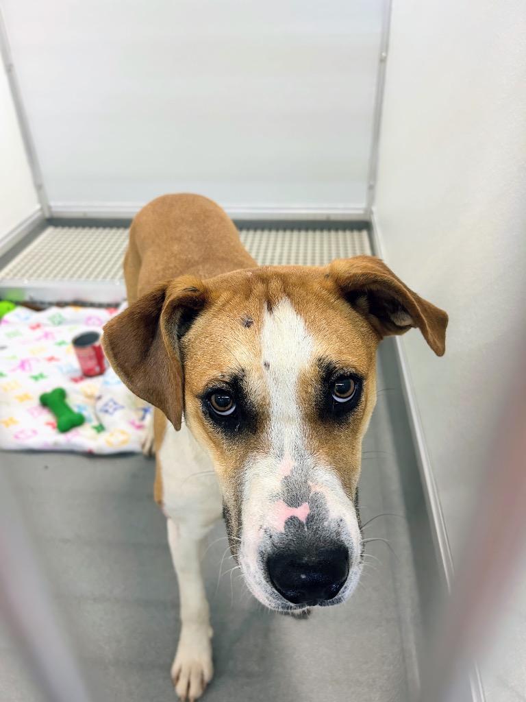 UTZ, a Adoptable mixed breed in Bryant, AR image 2/2