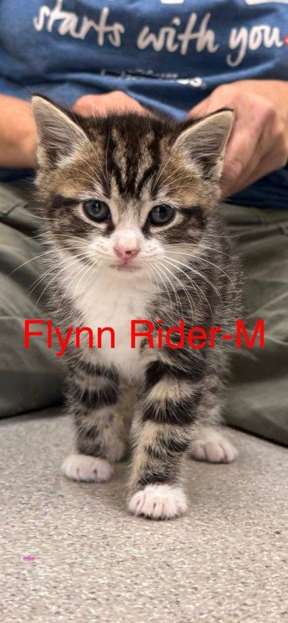 Flynn Rider, Adoptable, Kitten Male Domestic Short Hair & Domestic Short Hair.