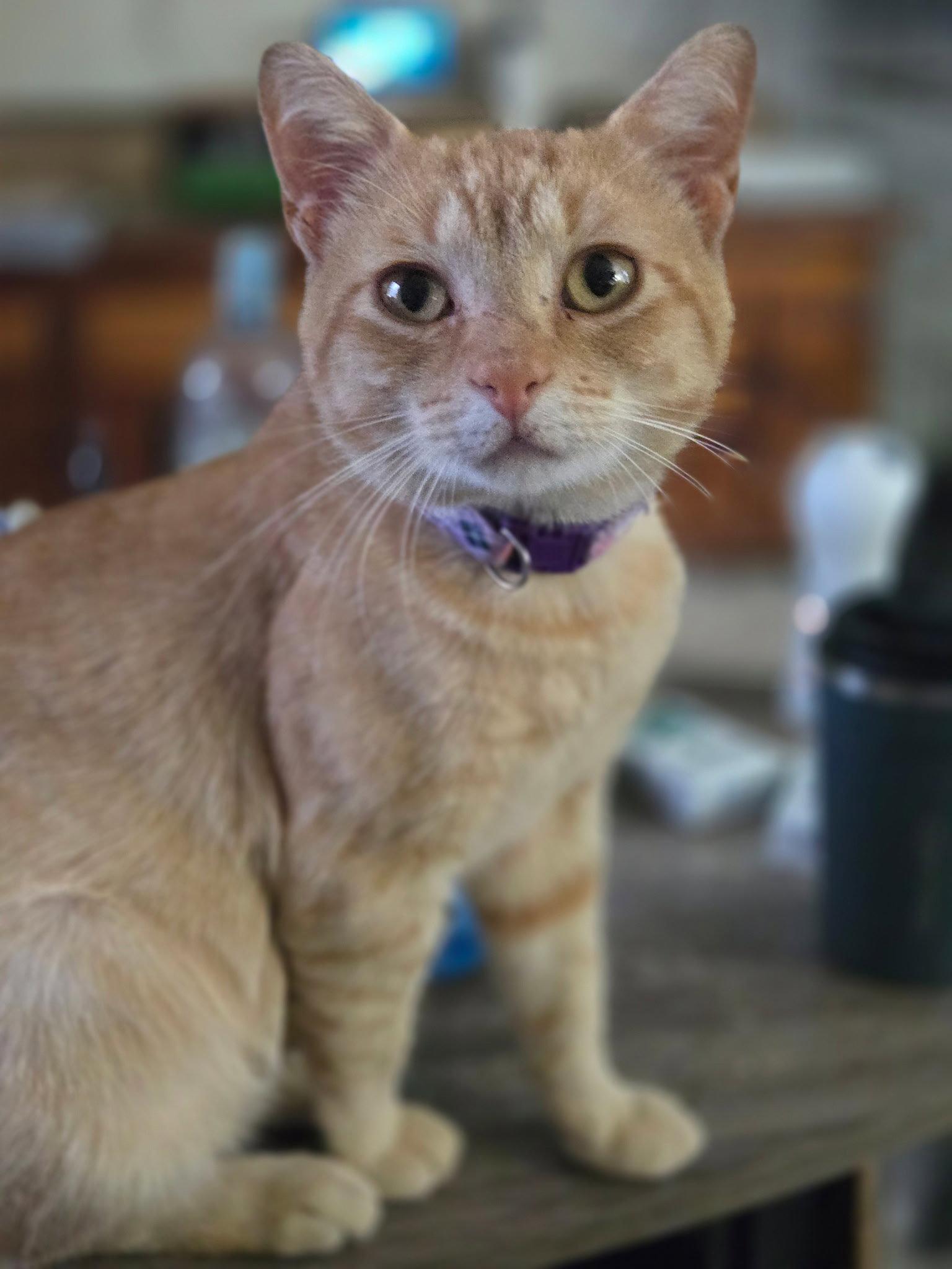 Bugsy ( nd), Adopted, Adult Male Domestic Short Hair.