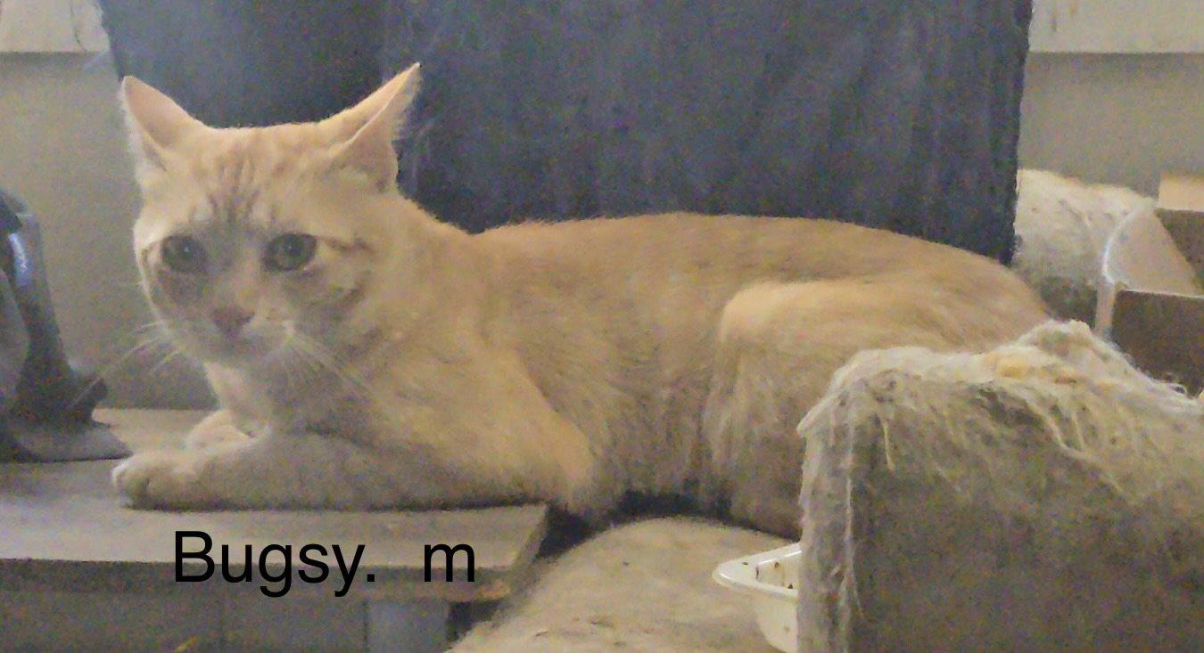 Bugsy ( nd), a Adopted Domestic Short Hair in White Bluff, TN image 2/2