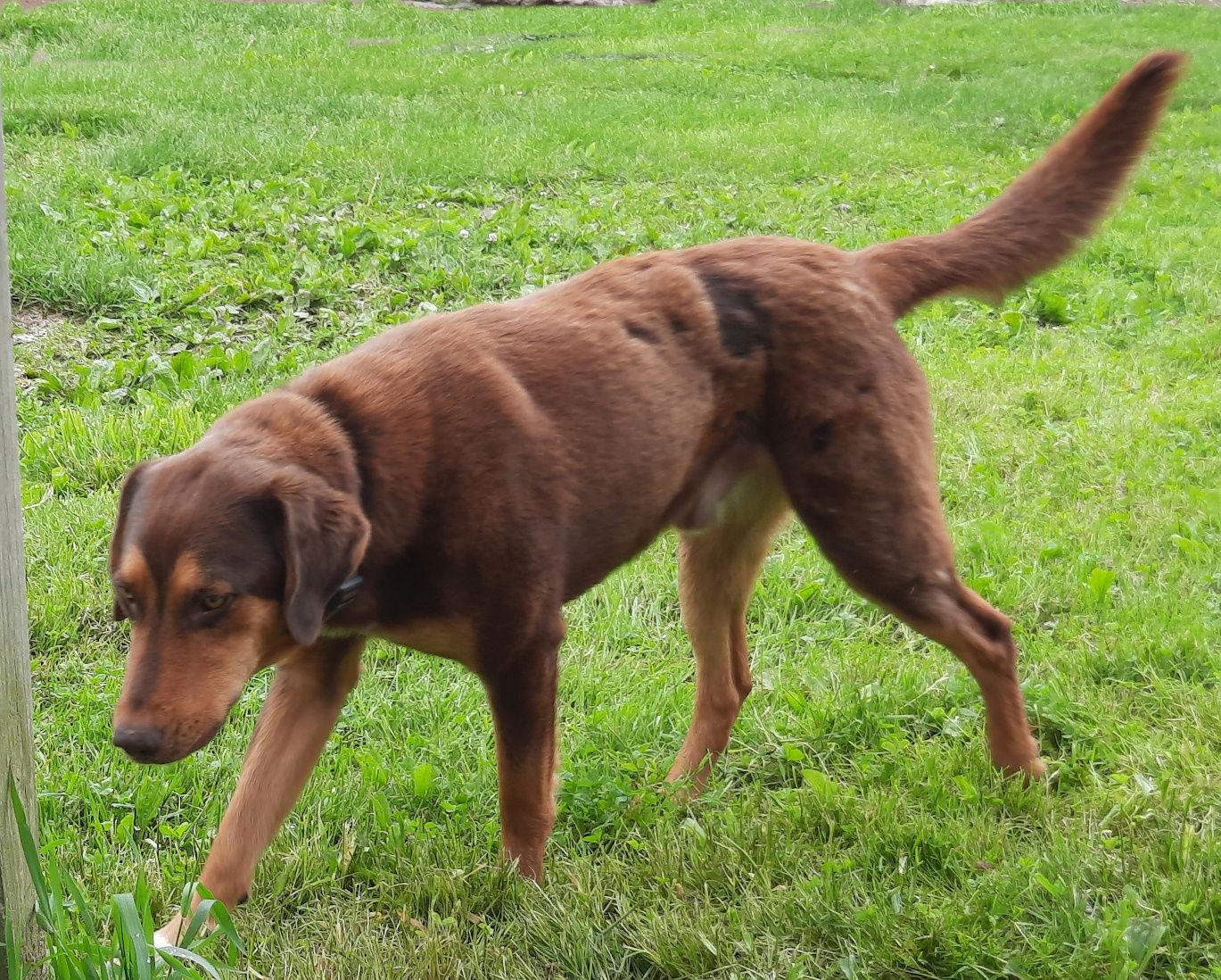 Bruce, Adoptable, Young Male Labrador Retriever & Shepherd.