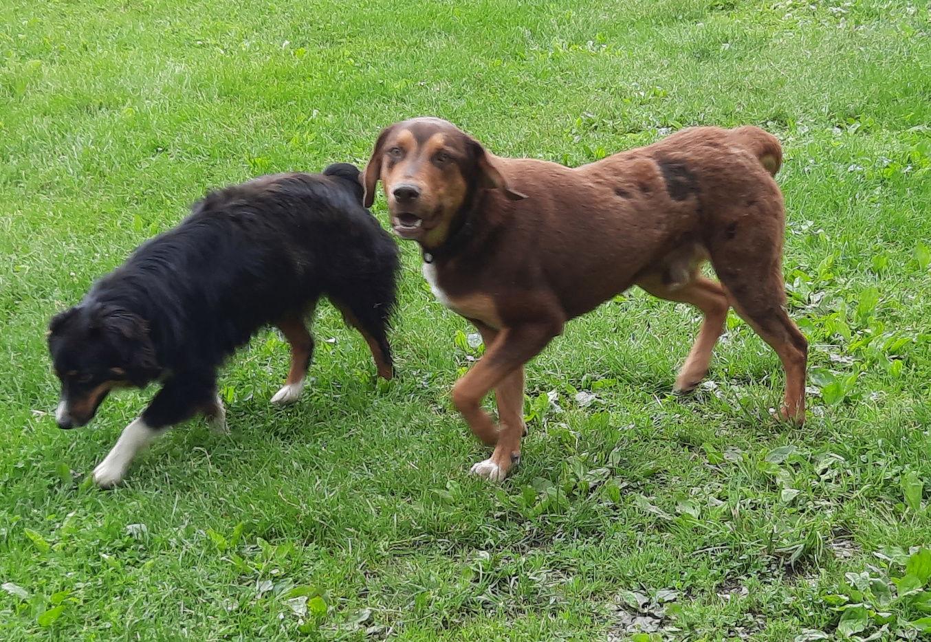 Bruce, a Adoptable mixed breed in Mcconnelsville, OH image 2/3