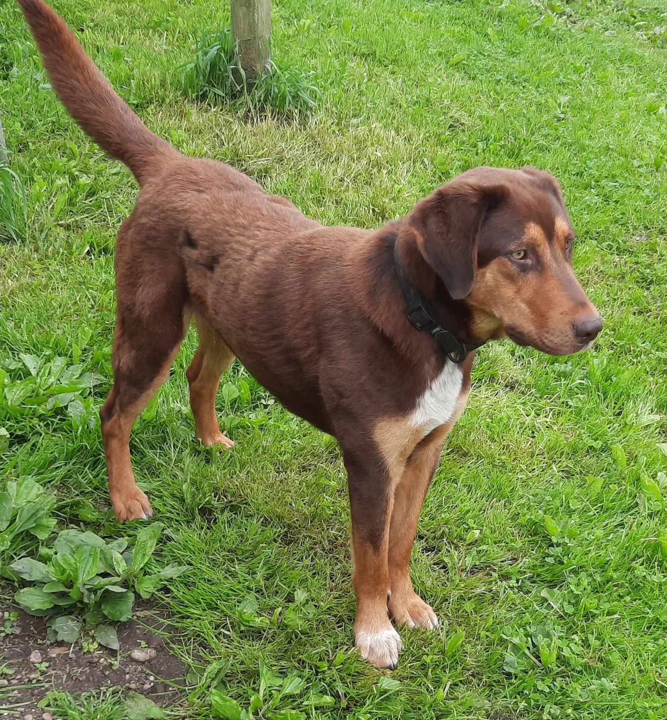 Bruce, a Adoptable mixed breed in Mcconnelsville, OH image 3/3